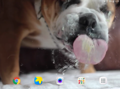 Dog Licks Screen Video LWP screenshot 4