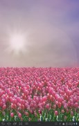 Tulip Field Lite LWP screenshot 2