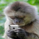 Funny Monkey Wallpapers