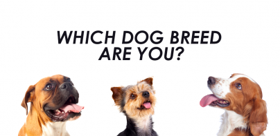 Which Dog Breed Are You?