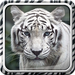 84 Gambar Wallpaper Harimau Putih Paling Bagus