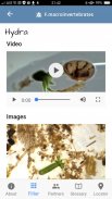 Freshwater Macroinvertebrates screenshot 10