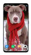 Pitbull Dog Wallpaper HD screenshot 15