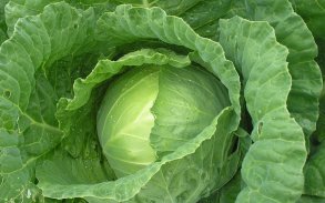 Cabbage Benefits screenshot 6