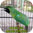 Cucak Ijo Gacor Offline