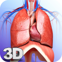 Respiratory System Anatomy Pro. Icon