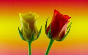 Flowers And Roses Animated Images Gif pictures 4K screenshot 6