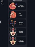 Kidney Anatomy Pro. screenshot 13