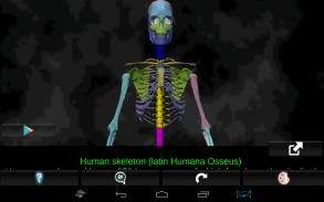Osseous System in 3D (Anatomy) screenshot 13