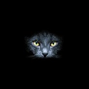 काली बिल्ली लाइव वॉलपेपर screenshot 0