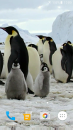 Pingouins Fond d'écran animé screenshot 1