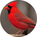 Cardinal bird sounds Icon