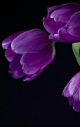 HD Purple Tulips Wallpaper screenshot 11