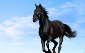 Horse Wallpapers screenshot 4