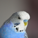 Appp.io - Suoni Parakeet