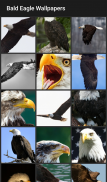 Bald Eagle Wallpapers screenshot 0