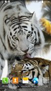 Tiger Live Wallpaper screenshot 2