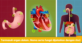 Marbel Anatomi Manusia SD 5 screenshot 9