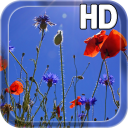 Poppies flowers LWP Icon