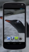 4K Funny Penguin Video Live Wallpaper screenshot 4