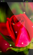 Roses Wallpaper screenshot 1