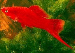 Freshwater Ornamental Fish screenshot 6