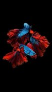 Betta Fish Wallpapers screenshot 1