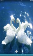 Love Birds Live Wallpaper screenshot 9