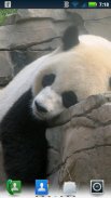 Pandas Adoráveis ​​viver Wallpaper screenshot 8