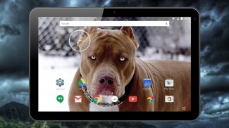 Бойцовские собаки живые обои screenshot 6