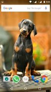 Doberman Dog Wallpaper HD screenshot 0