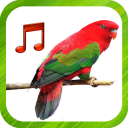 Bird Sounds Ringtones