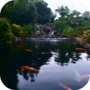Real pond with Koi Icon