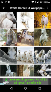 White Horse Hd Wallpapers screenshot 6