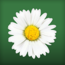 Daisy Flor fundo dinâmicar Icon