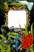 Guppy Fishs Photo Frames screenshot 6