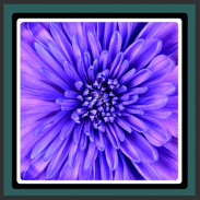 wallpaper hidup violet bunga screenshot 8