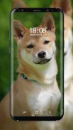 Shiba Inu Wallpaper screenshot 5