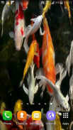 Koi Live Wallpaper screenshot 6