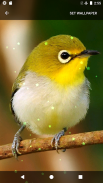 Birds Sound Ringtones screenshot 5