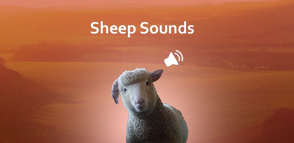 Sheep sounds - APK Download for Android | Aptoide