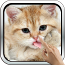 Magic Touch: Fluffy Cat Live W Icon