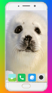 Harb Seal Wallpaper Full HD screenshot 15