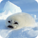 Harb Seal Wallpaper Full HD Icon