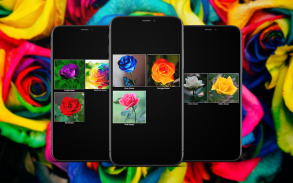 Colorful Roses Wallpapers screenshot 6