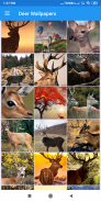 Deer Wallpapers: HD Images,Free Pics download screenshot 4