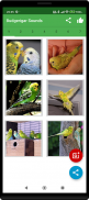 Budgerigar Camera for Parakeet screenshot 2