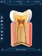 Dental Anatomy Pro. screenshot 11