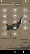 White-breasted waterhen screenshot 1