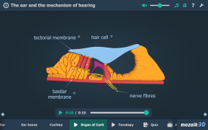Kulak ve İşitme Süreci 3B screenshot 12
